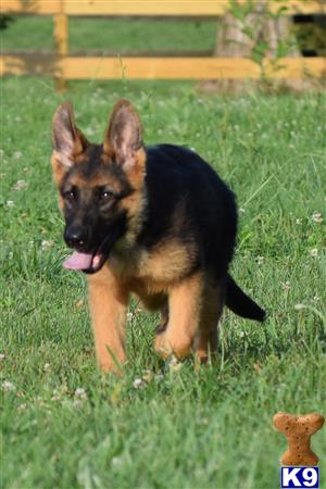 blueridgelanegsd Picture 2